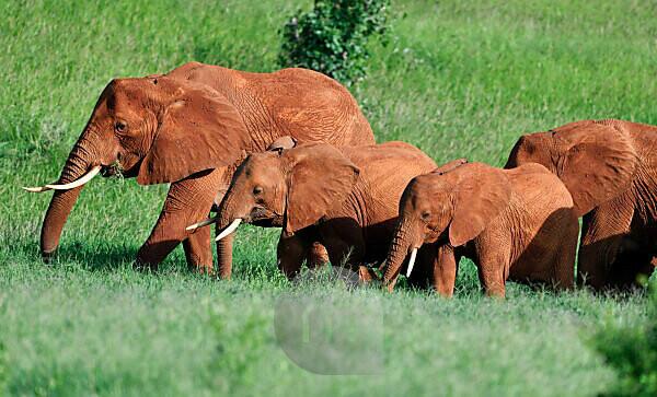 Bildagentur mauritius images African Elephant Loxodonta